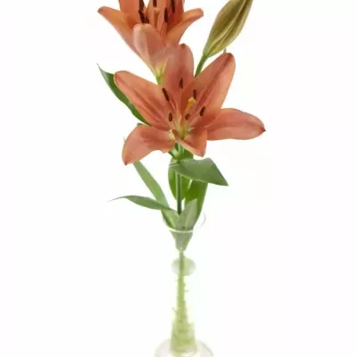 LILIUM LA LAKSMI 