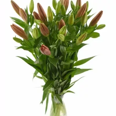 LILIUM LA LAKSMI 