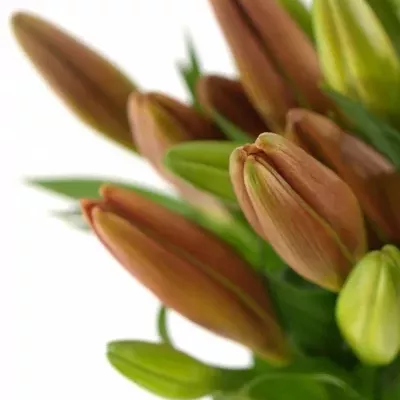 LILIUM LA LAKSMI 
