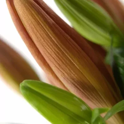 LILIUM LA LAKSMI 