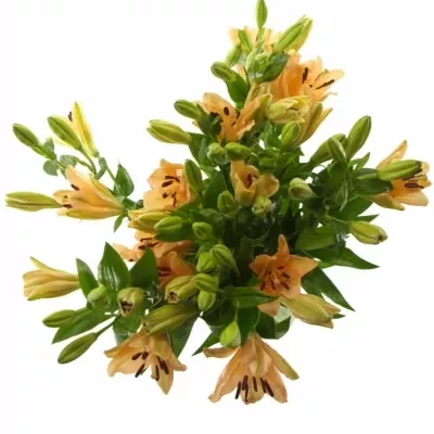 LILIUM LA MENORCA 