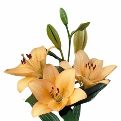 Lilie LA MENORCA 90cm/5+