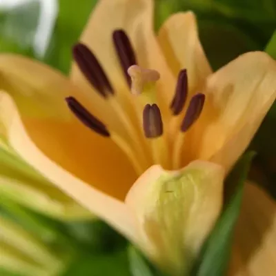 LILIUM LA MENORCA 