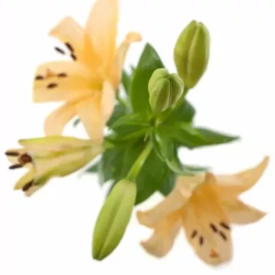 LILIUM LA MENORCA 