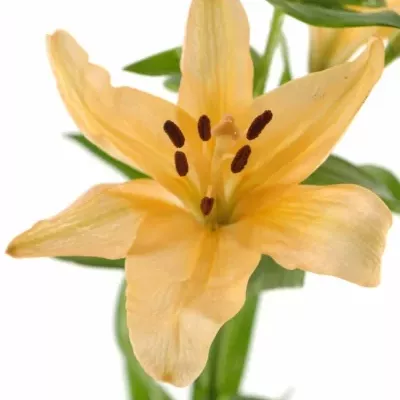 LILIUM LA MENORCA 