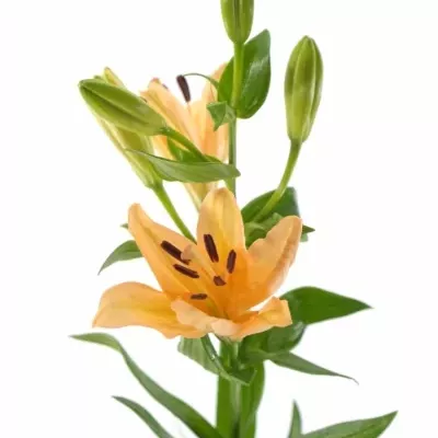 LILIUM LA MENORCA 