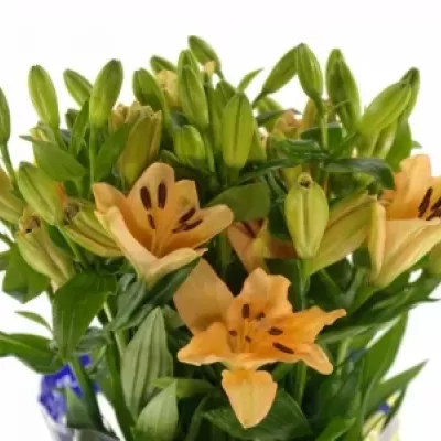 LILIUM LA MENORCA 