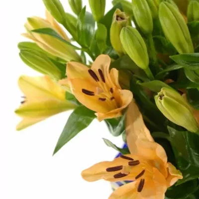 LILIUM LA MENORCA 