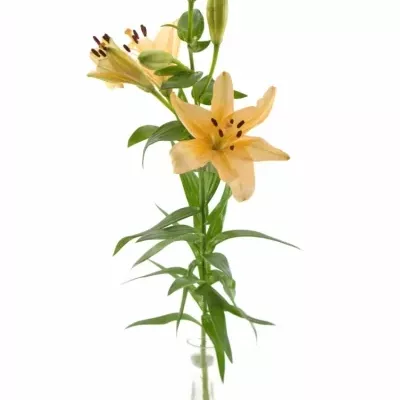 LILIUM LA MENORCA 