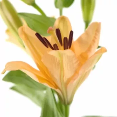 LILIUM LA MENORCA 