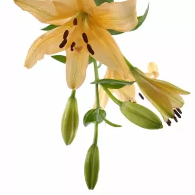 LILIUM LA MENORCA 