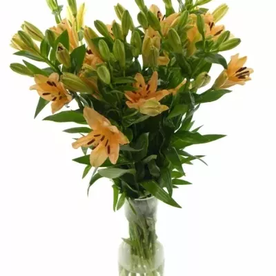 LILIUM LA MENORCA 