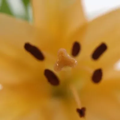 LILIUM LA MENORCA 