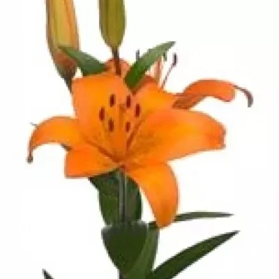 Lilie LA PRINSES AMALIA 75cm/3+