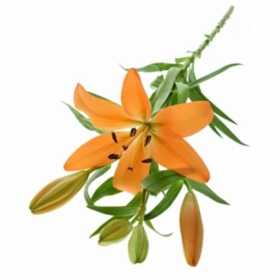 LILIUM LA PUMA