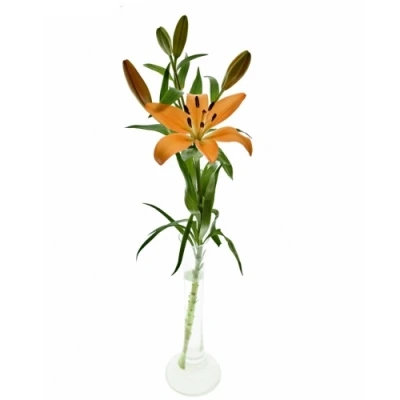 LILIUM LA PUMA