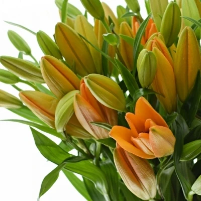 LILIUM LA PUMA
