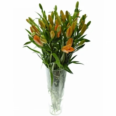 LILIUM LA PUMA