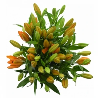 LILIUM LA PUMA