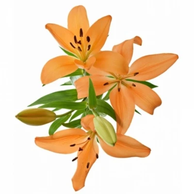 LILIUM LA PUMA