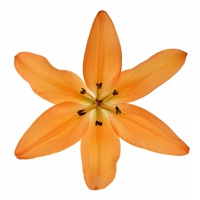 LILIUM LA PUMA
