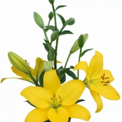 LILIUM LA ROVIGNO 