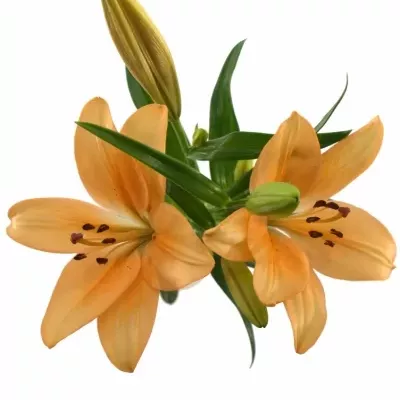 LILIUM LA SALMON CLASSIC