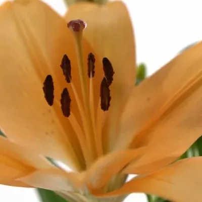 LILIUM LA SALMON CLASSIC