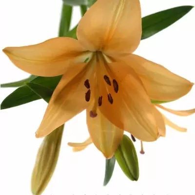 LILIUM LA SALMON CLASSIC