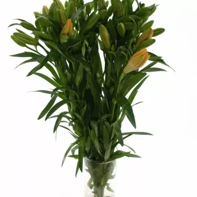 LILIUM LA SALMON CLASSIC