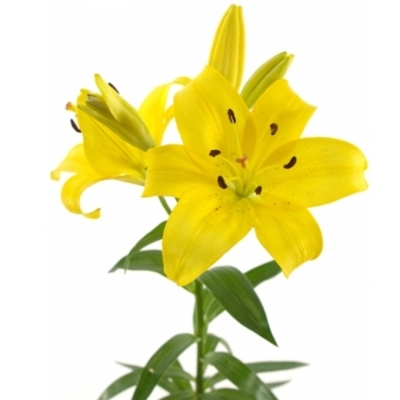 Lilium La Yellow Diamond