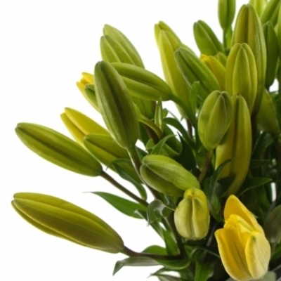 Lilium La Yellow Diamond