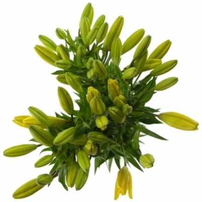 Lilium La Yellow Diamond