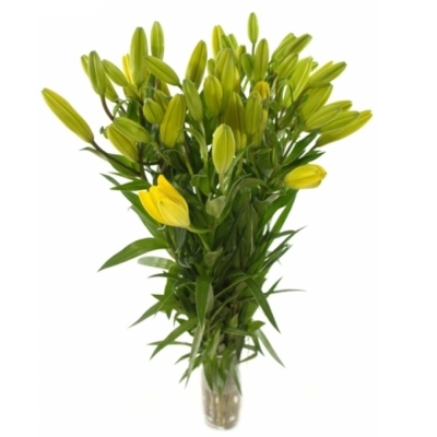 Lilium La Yellow Diamond