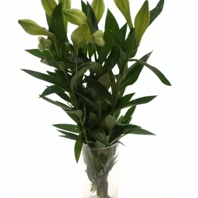Lilium LO WHITE TRIUMPH 65cm / 1 +