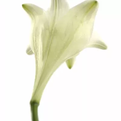 Lilium LO WHITE TRIUMPH 65cm / 1 +