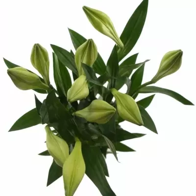Lilium LO WHITE TRIUMPH 65cm / 1 +