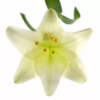 Lilium LO WHITE TRIUMPH 65cm / 1 +