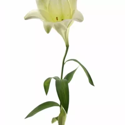 Lilium LO WHITE TRIUMPH 65cm / 1 +