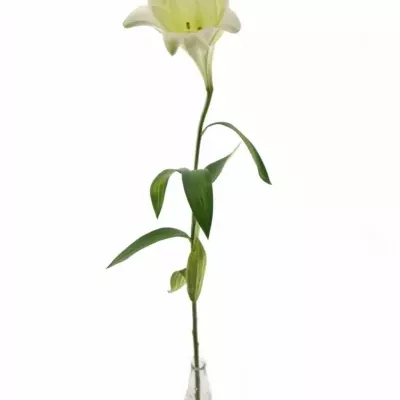 Lilium LO WHITE TRIUMPH 65cm / 1 +