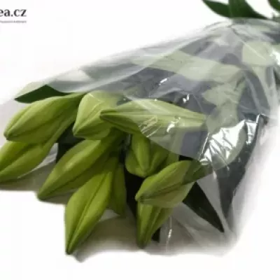 Lilium LO WHITE TRIUMPH 65cm / 1 +