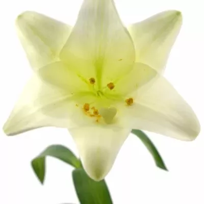 Lilium LO WHITE TRIUMPH 65cm / 1 +