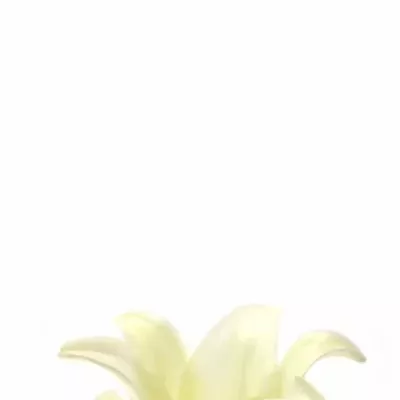 Lilium LO WHITE TRIUMPH 65cm / 1 +