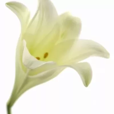 LILIUM LO WHITE TRIUMPH 65cm/1+