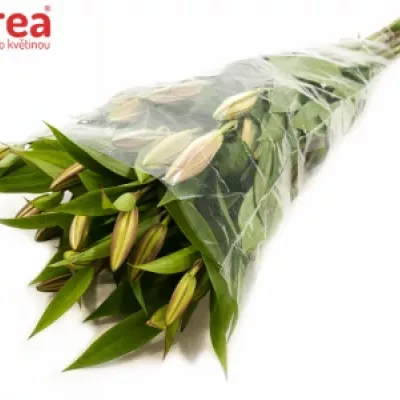 LILIUM OR AKTIVA