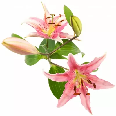 LILIUM OR AKTIVA
