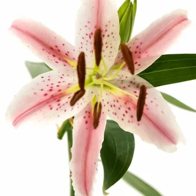 LILIUM OR ALLIANCE