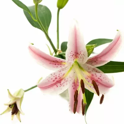 LILIUM OR ALLIANCE