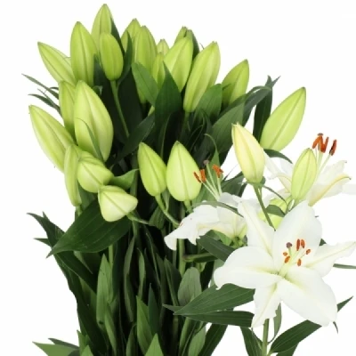LILIUM OR ARIOSTO