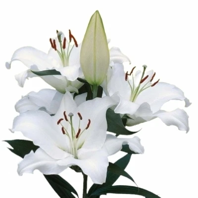 LILIUM OR ARIOSTO